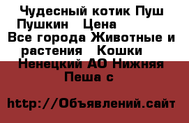 Чудесный котик Пуш-Пушкин › Цена ­ 1 200 - Все города Животные и растения » Кошки   . Ненецкий АО,Нижняя Пеша с.